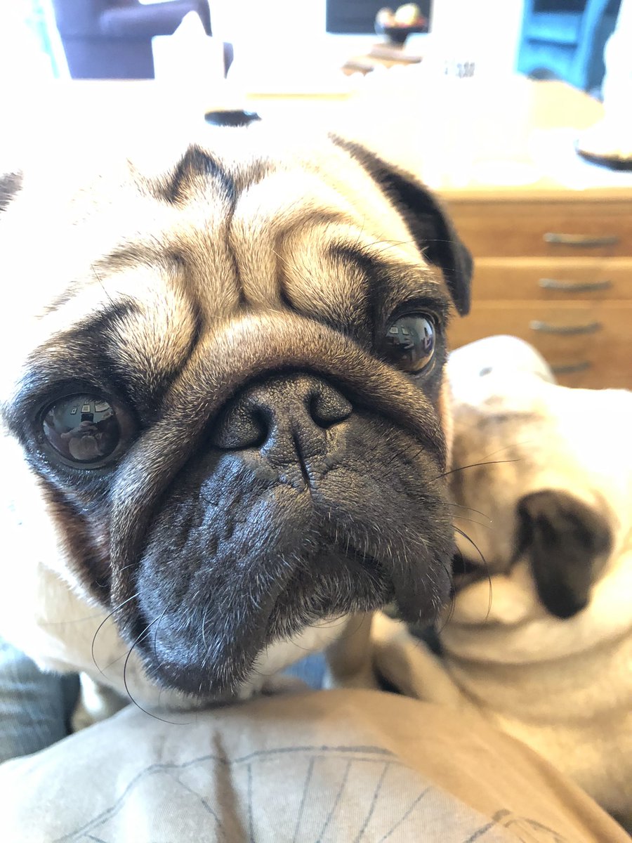 FPugface's tweet image. I think I would very much like some of that thing you’re eating. 

It’s probably my very favourite thing. 

And you know I very love you, right...?