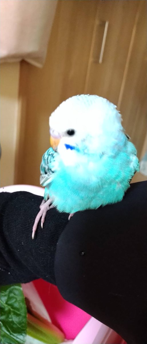 かな 低浮上中ごめんなさい 人 a5711 Twitter かな 低浮上中ごめんなさい 人 a5711 Twitter