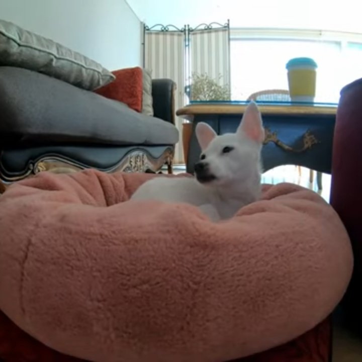 ───────•❥❥❥•───────     Thoriq HD 210208───────•❥❥❥•───────┊ ┊ ┊ ┊ ┊ ┊ ┊ ┊ ✧┊ ❀✧