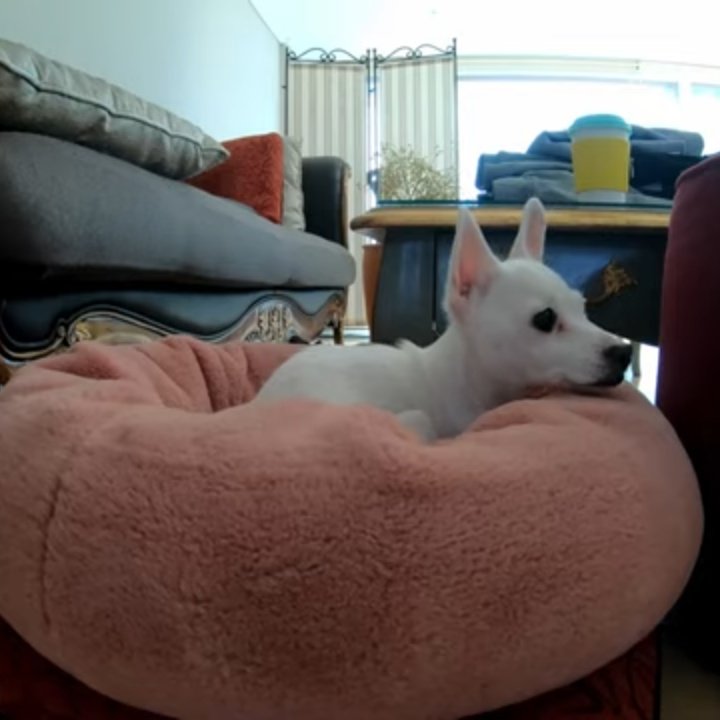 ───────•❥❥❥•───────     Thoriq HD 210208───────•❥❥❥•───────┊ ┊ ┊ ┊ ┊ ┊ ┊ ┊ ✧┊ ❀✧