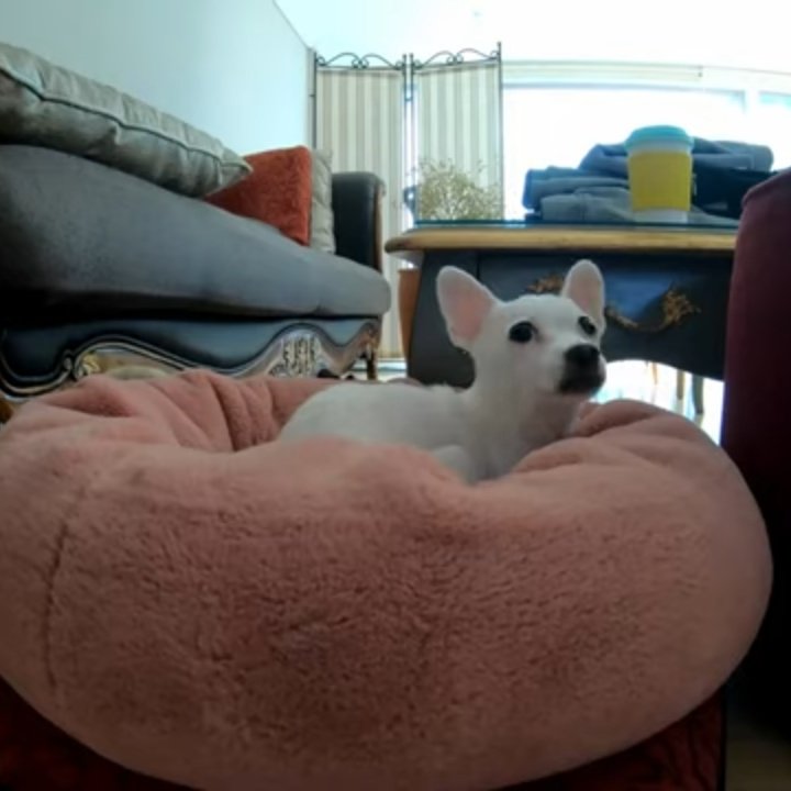 ───────•❥❥❥•───────     Thoriq HD 210208───────•❥❥❥•───────┊ ┊ ┊ ┊ ┊ ┊ ┊ ┊ ✧┊ ❀✧