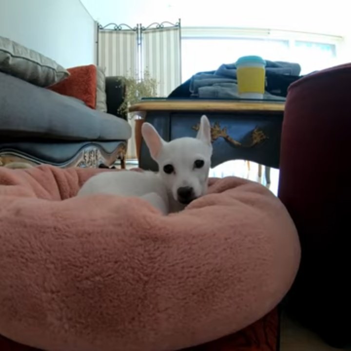 ───────•❥❥❥•───────     Thoriq HD 210208───────•❥❥❥•───────┊ ┊ ┊ ┊ ┊ ┊ ┊ ┊ ✧┊ ❀✧