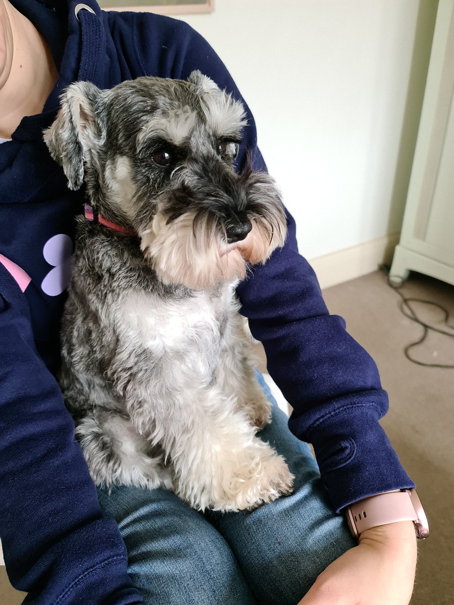 Here for the cuddles ❤ #dogsoftwitter #schnauzergang