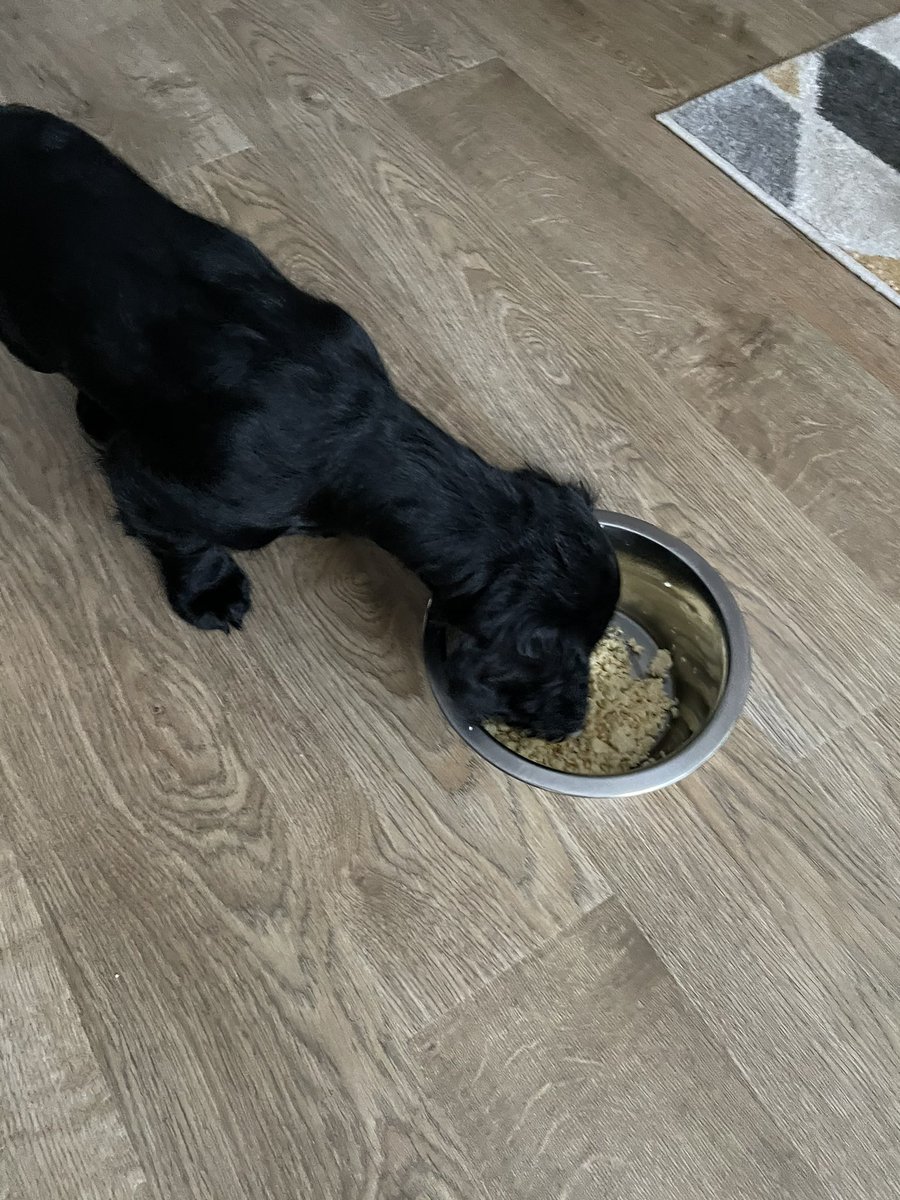 CockerBenji's tweet image. Happy Monday pals, tis me eating some scrambeldy egg dis morning