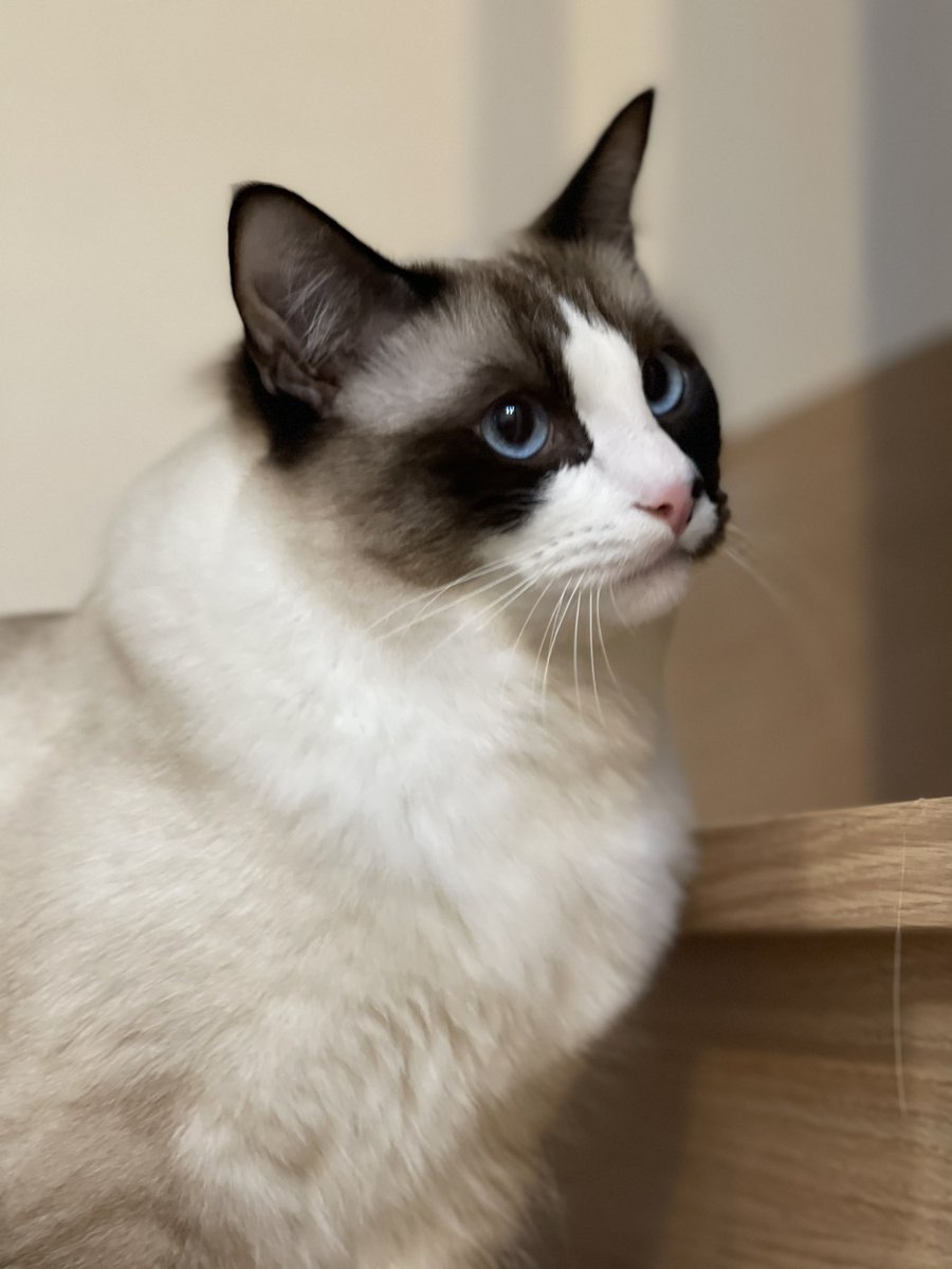 ふこにゃん 我が家は２才 がいるところに ３ヶ月 を迎えました はじめは先住猫がストレスで何回か吐きました でもゆっくり慣らしていったら数週間で慣れてくれました 多頭飼いは思ってた以上に大変ですが 夢が叶って毎日楽しいです イイ出会い