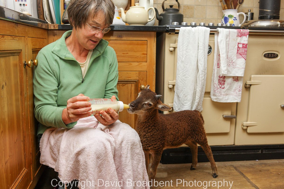 Davidf8's tweet photo. Hand rearing an orphaned #Castlemilk #Morrit #lamb in a #farmhouse #kitchen
#farming #farminglife #agriculture #DeanWye #ForestofDean #Gloucestershire #rarebreed #sheep #lambs #spring #aga #athome #kade #smallholding @AlamyContent, #AlamyPOTM, #LifeatHome CTE431 https://t.co/FUP1iN2QTK