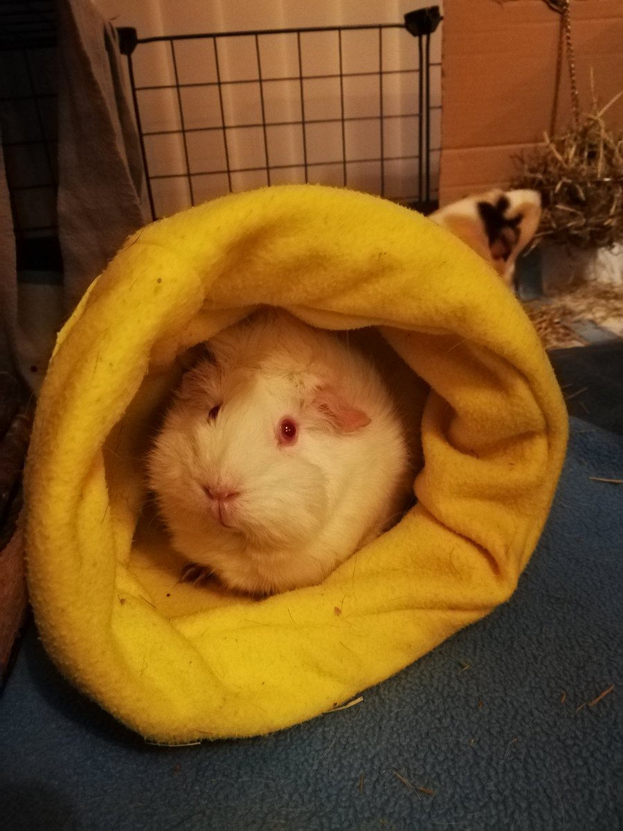LauraBeech5's tweet photo. Florence enjoying her #snugglesack from #Knittingforpets #etsy
#CuteAnimals #animals #pets #petslove #petsupplies #guineapig #guineapigs #animallovers #AnimalWelfare #animallover https://t.co/zs1SKs4Cso