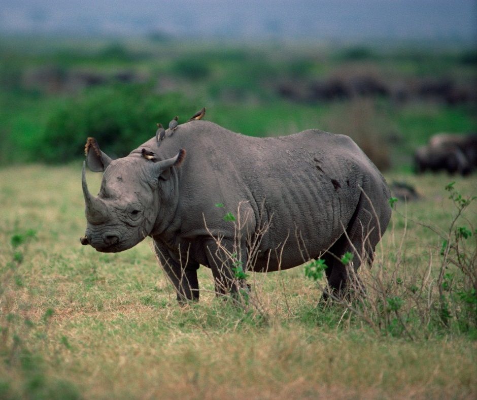 "Depuis 2011, le parc national du Kruger près de 70 % de ses effectifs de rhinocéros d’après le rapport annuel publié par l’autorité des parcs nationaux en Afrique du Sud (SANparks)." #braconnage
wilang.org/population-rhi…