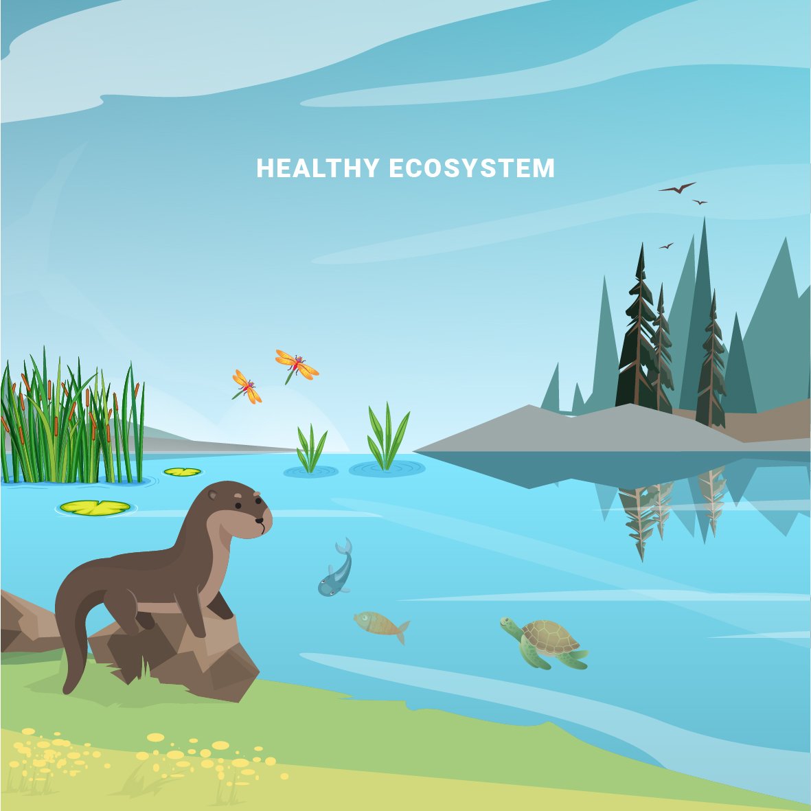 LRILB's tweet photo. Did you know otters are considered to be a keystone species for riparian habitats? Without its keystone species, ecosystems would look very different (collapse). 
#DisneyConservationFund #DCF25 #DisneyMagicOfNature #Conservation #Otters #Lebanon
@DisneyConserves https://t.co/AKCucQhuq5