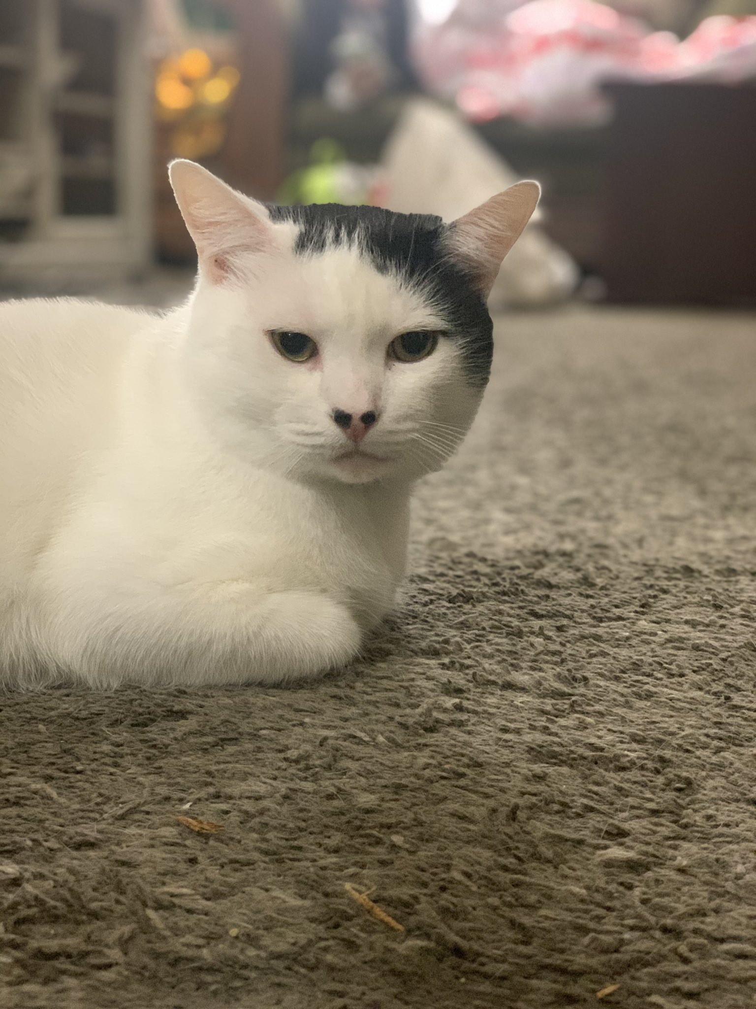 Skooch On Twitter Does My Cat Look Like Hitler Yes Or No 