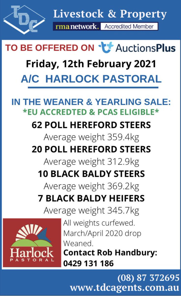 HarlockPastoral's tweet photo. On @AuctionsPlus this Friday. A cracking run of #Hereford steers and a hatful of Black Baldies to munch all that grass that has grown with all the recent rains. @HerefordsAust https://t.co/HKNItaL6xw
