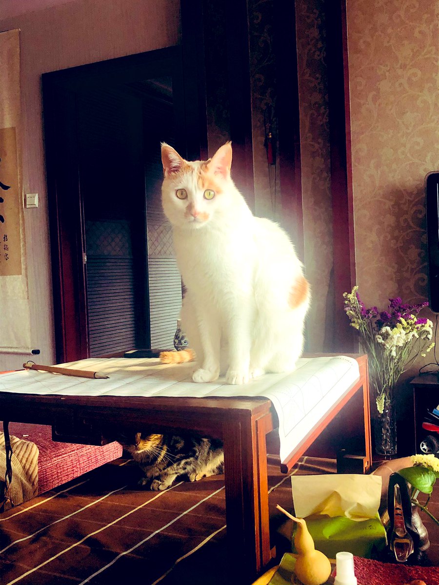 桌上与桌下，毛毛和毛绒