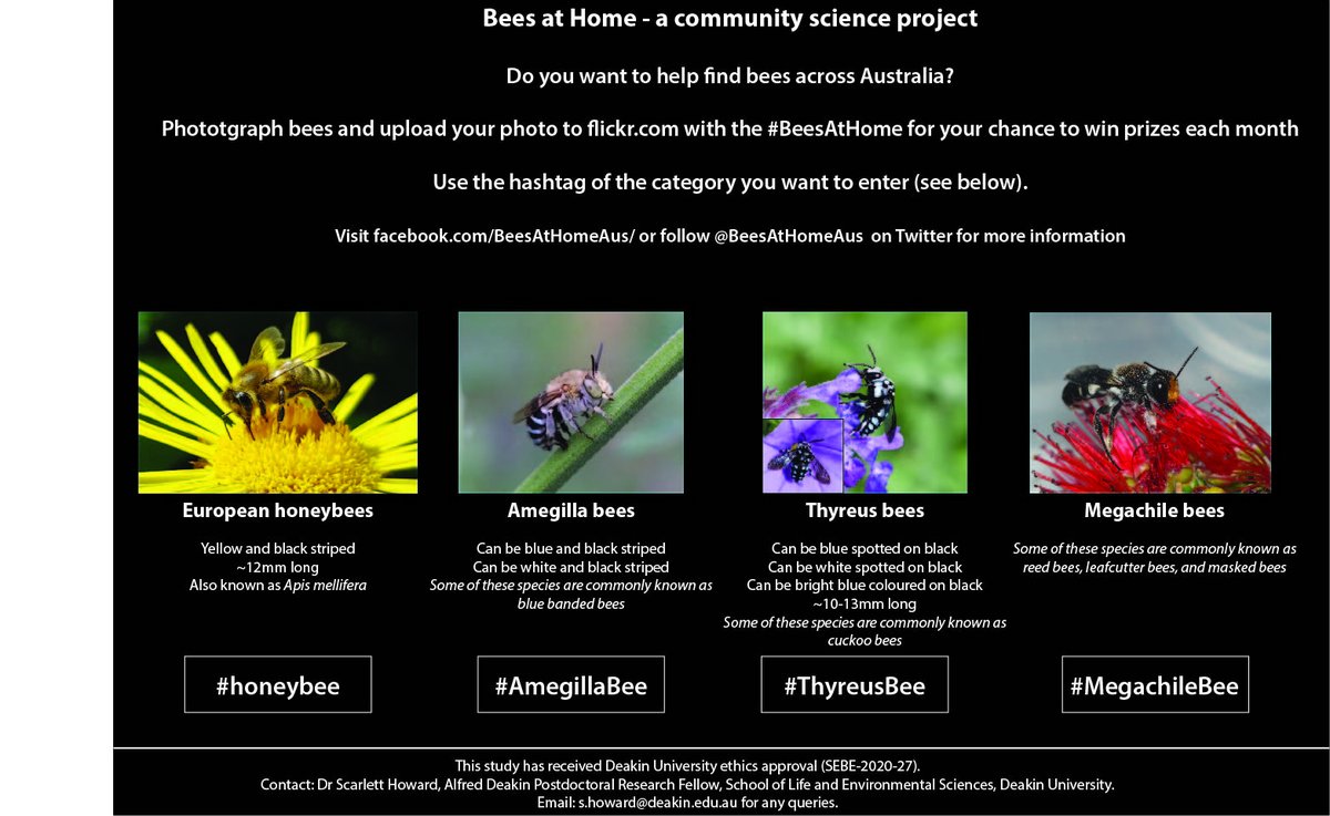 BeeBabette's tweet photo. @BeesAtHomeAus An open monthly #photography #competition 
Do you have an interest in #insects, #nature, or #photography? 

Upload your image/s on https://t.co/X6ZGcDzCFD with the hashtag (#BeesAtHome) and the hashtag of the category you want to enter. https://t.co/TK9dszvsKc