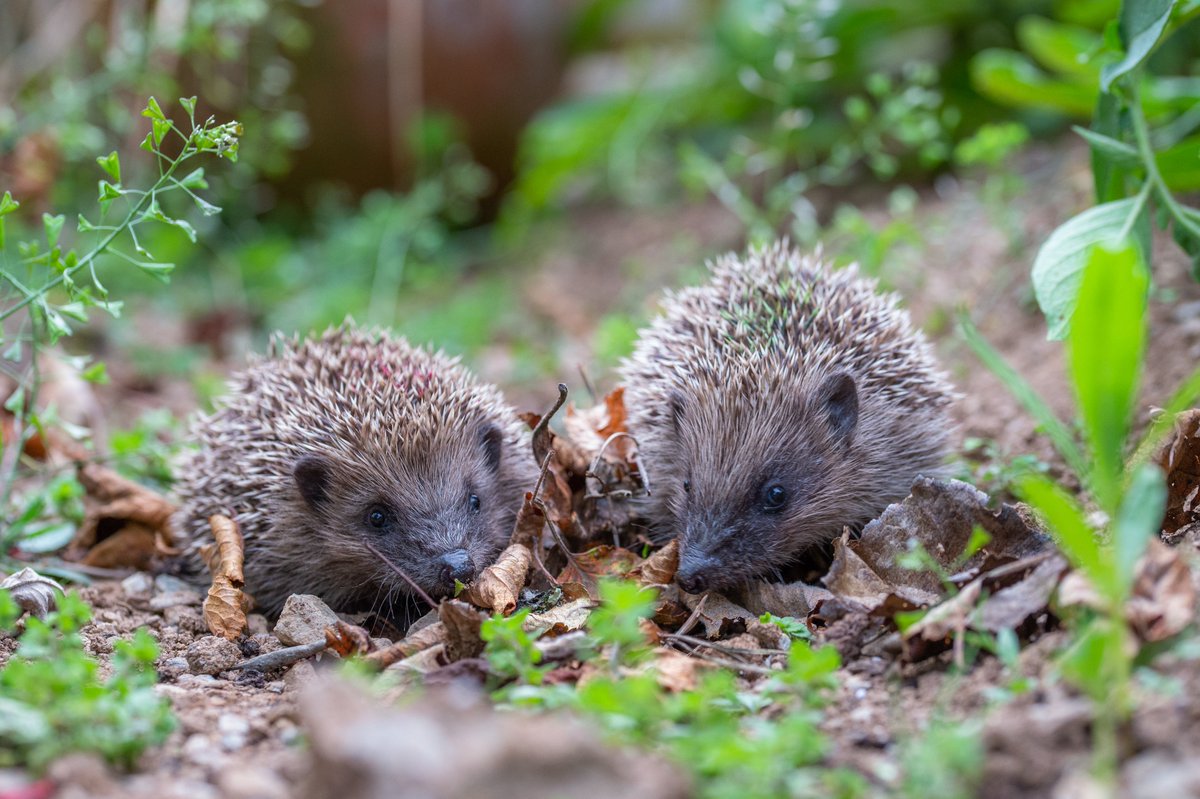 Prickles_Paws's tweet photo. We love where we live, and you can help the local #hedgehog community love life in #Kernow just as much! From the food to leave out to the dangers to look out for - our website is here to help make your garden as hedgehog friendly as possible!

https://t.co/SrHb0qrChe ✨ https://t.co/4aNwwO5Ego