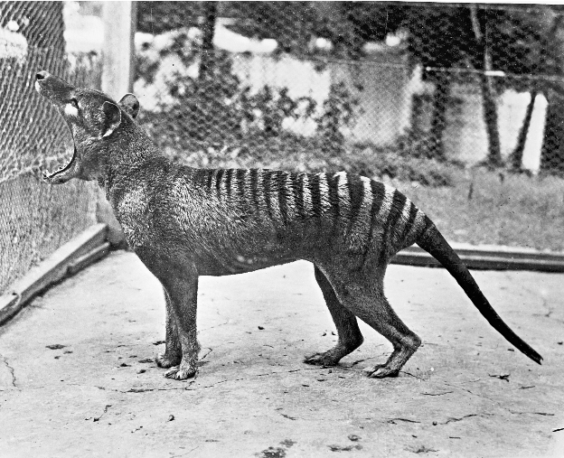 By the end of the bounty-system  #thylacines were very rare, and numbers never recovered. The last confirmed wild  #thylacine was recorded in the 1930s. The last captive thylacine died in Hobart Zoo in 1936.But nobody thinks that's when they became extinct.