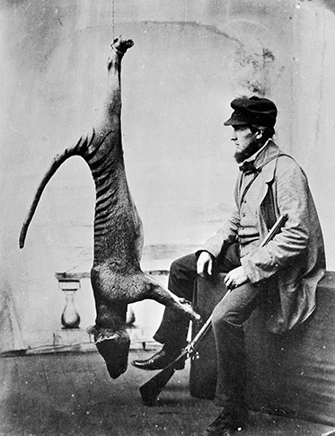 The story of the decline of the  #thylacine begins in earnest in 1830, when the Van Diemen's Land Company (a sheep-farming business who still exist) instigated the first bounty for killing  #thylacines. Subsequent bounties were in place until 1909. But when did they die out?