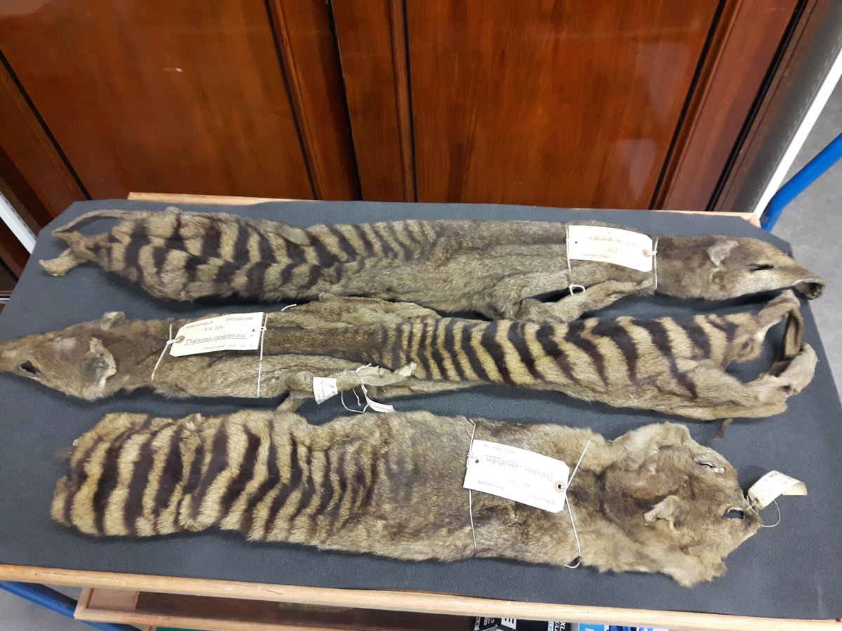 In the decades immediately after the last known  #thylacine died in 1936, expeditions to capture any remaining wild  #thylacines failed, but several accounts of surviving thylacines from this time are highly credible. It's extremely unlikely they were extinct then.