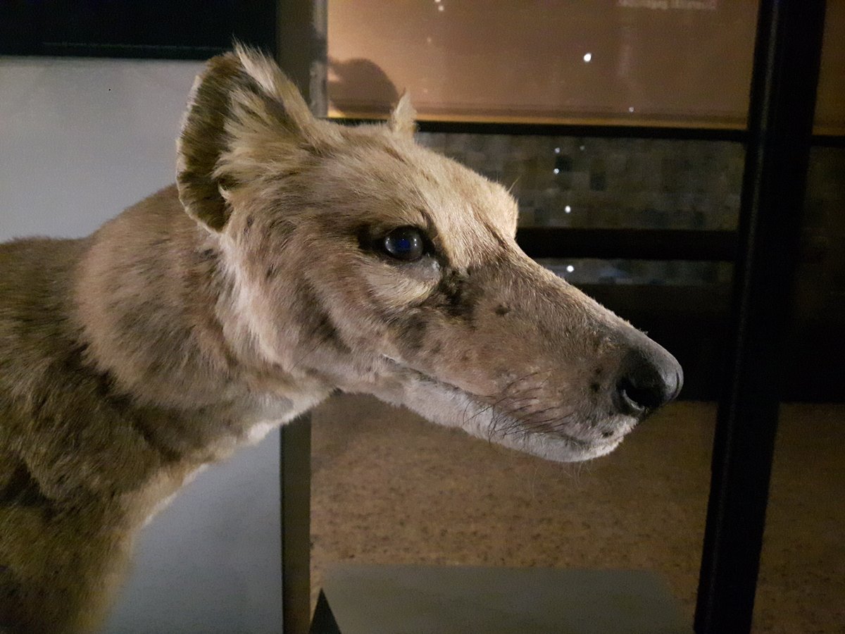 The chances of humans encountering the last member of a species are vanishingly small.Even though there had been no confirmed  #thylacine since 1936, few would argue that  #thylacines went extinct before the 1960s.But after 1936, all we have are unconfirmed eye-witness accounts.