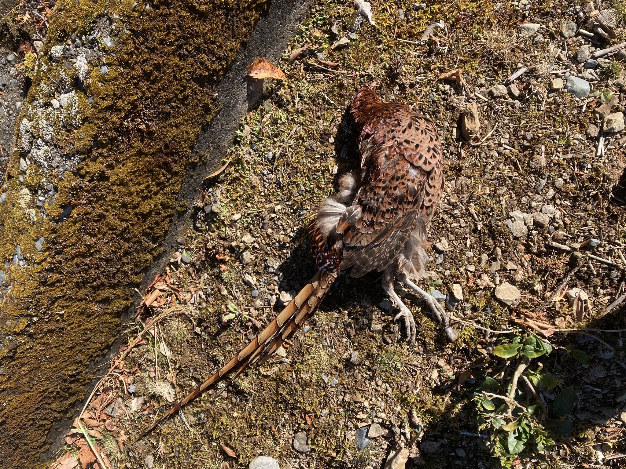 まさキング Sunny Sunny Twitter