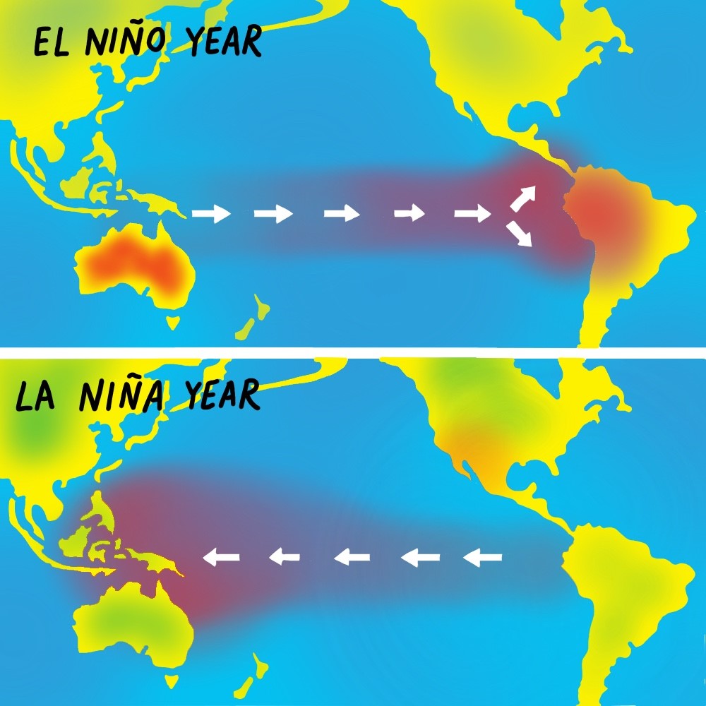 CSIRO's tweet image. We&apos;re currently in a La Niña period. That typically means higher rainfall for central, eastern and northern regions of Australia. 

Researchers predict more frequent and stronger El Niño activity in the coming decades.

More: blog.csiro.au/el-nino-southe… 

🎨 : Leigh Rigozzi