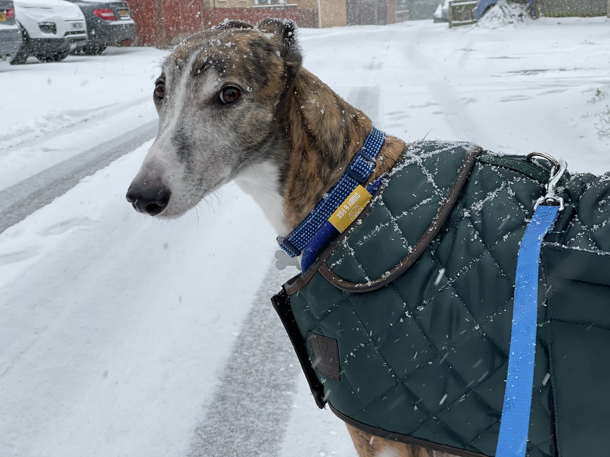 daveinnorfolk's tweet photo. A not very happy greyhound this morning after being made to go for a walk in the snow!
#Greyhound #snow #BeastFromTheEast #dogsoftwitter #Greyhounds https://t.co/e5H6cgGZIz