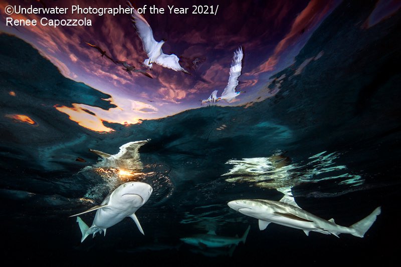 The #UPY2021 winners are out. Enjoy an escape to the underwater world:
underwaterphotographeroftheyear.com/winners/2021-w…