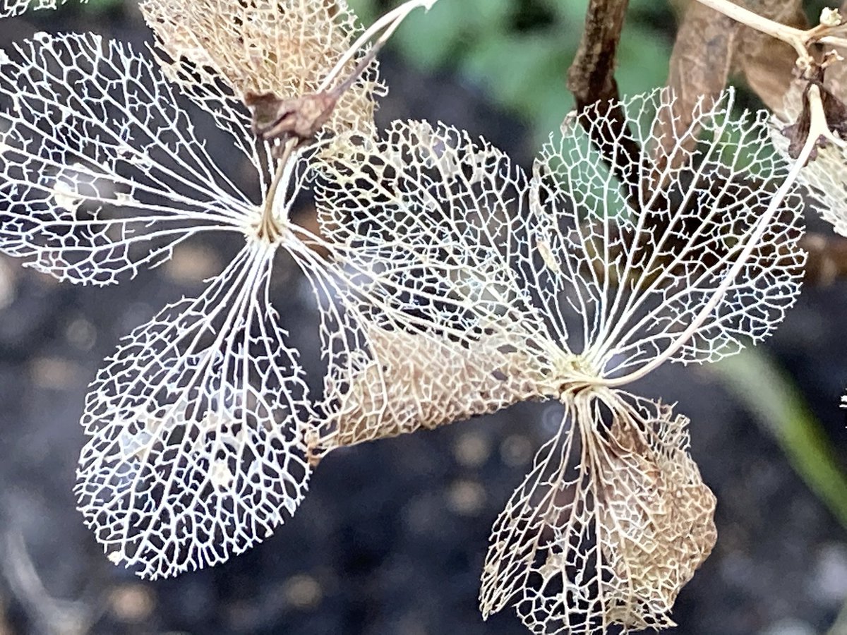 julieliebling's tweet image. Beauty and strength in the garden #Hyderangea #strongstructure #lifecycleofplants #wintergardens #NaturePhotography