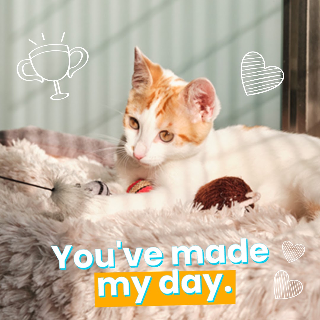 Pet Rescuers, your hard work has paid off! All those cookies collected has unlocked a £50,000 donation to our friends at <a href="/Battersea_/">Battersea</a> 🐶💙🐱
#PRSBattersea