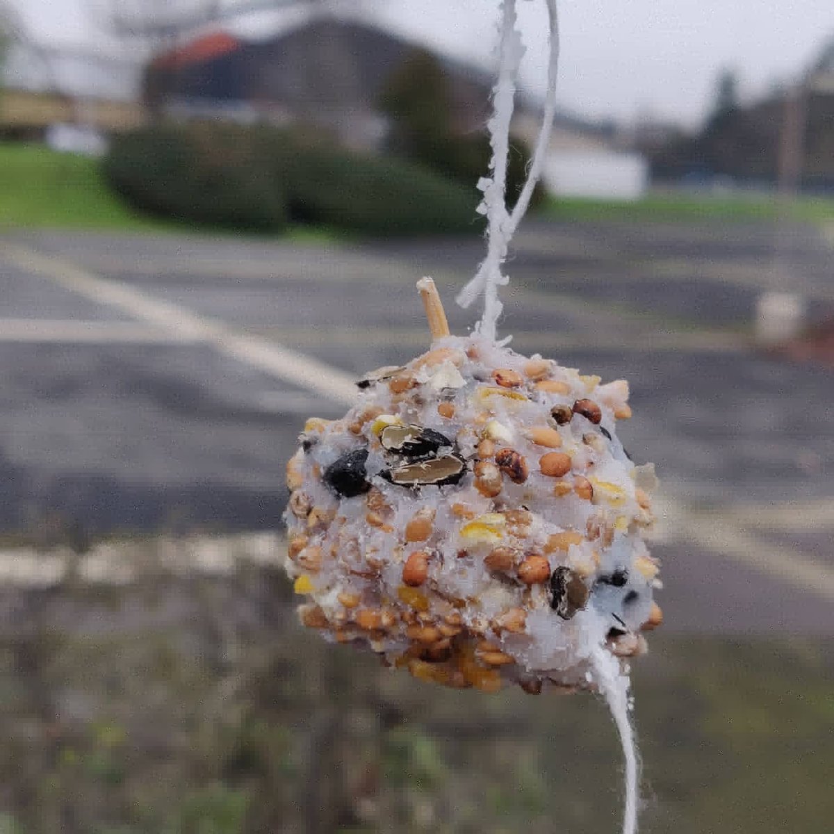 ecodelegues_jb's tweet photo. Au lycée, les écovolontaires fabriquent des boules de graines et graisse pour nourrir les oiseaux pendant l'hiver 🐦

Celles-ci ont été installées il y a deux semaines... et on dirait que des gourmands à plumes sont déjà passés par là ! https://t.co/GILIU1WUJf