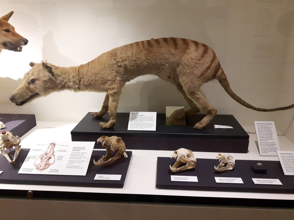 To summarise: after the last known  #thylacine died in 1936, all we have are unconfirmed sightings. @BraveNewClimate's team analyse their spread & relative reliability & conclude  #thylacines probably survived within the last 30 years.That's unexpected, but not that unbelievable.