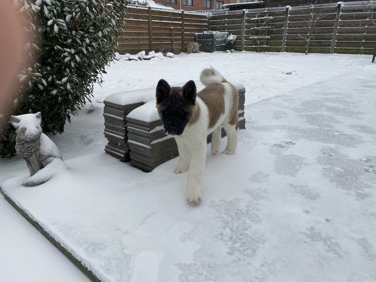wizzkiddo's tweet photo. Snow time !! #americanakita Aiki❤️ https://t.co/Kt9G8eiYka