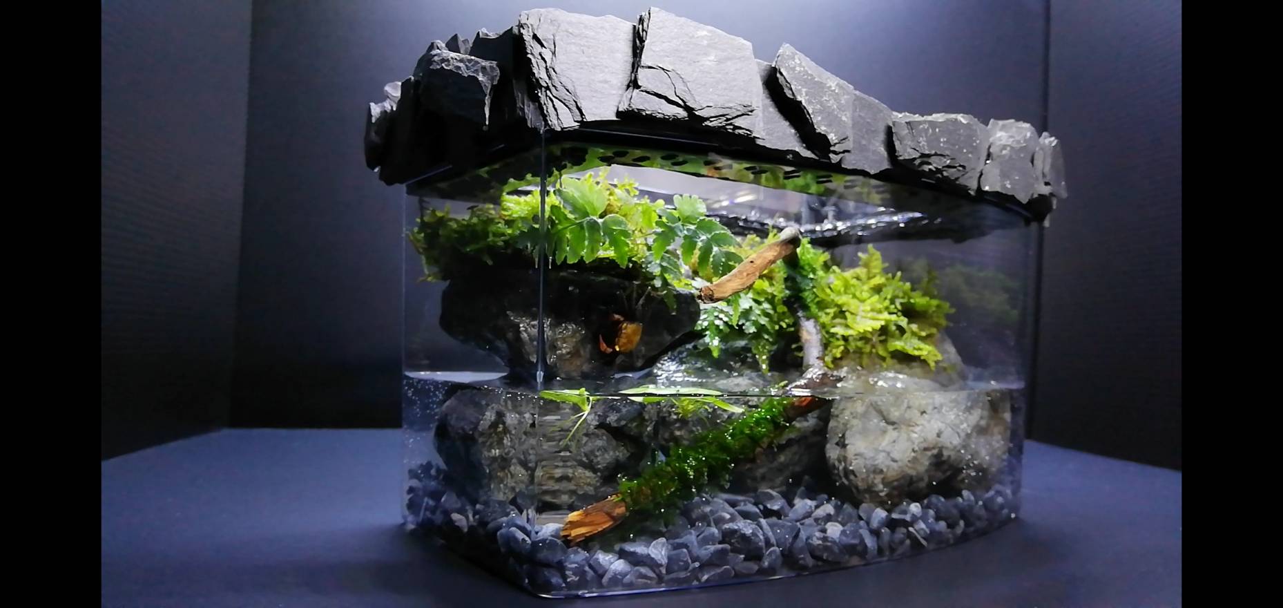 こっさんch バンパイアクラブのカニ水槽 T Co F30kmx1skj Twitter