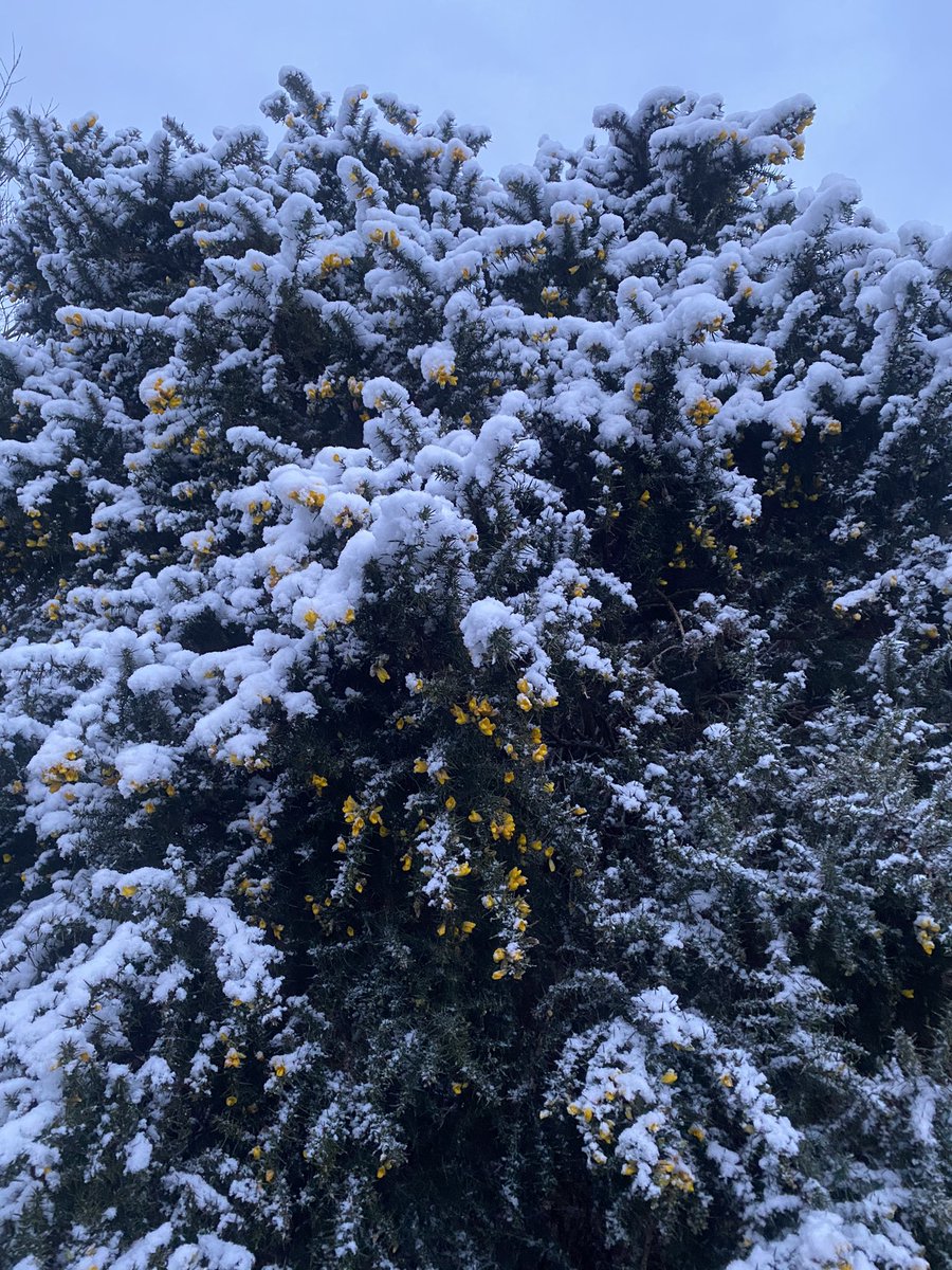 Just when I thought gorse couldn’t get any better... it snowed. 😍

#ulexeuropaeus #gorse #eastsussex