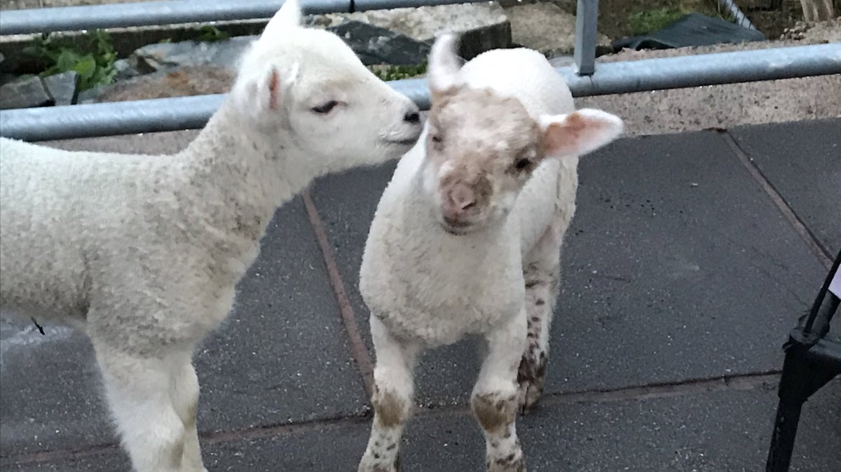 Oh mummy and daddy can remember these days well 

4 hourly bottle feeds 
#RescueLambs 

Here’s more baby pictures me and my adopted brother Buttercup 

Have a #happy #Monday 

Little Miss #Tulip ❤️🌷❤️

#Lambs #Sheep #Happiness #LoveLambs
