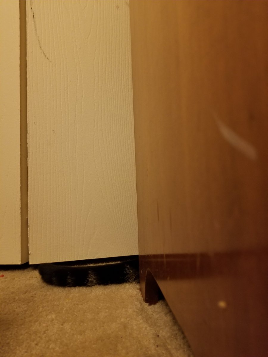 cactusmomma's tweet photo. #findmycat https://t.co/aPIubeFpHK
