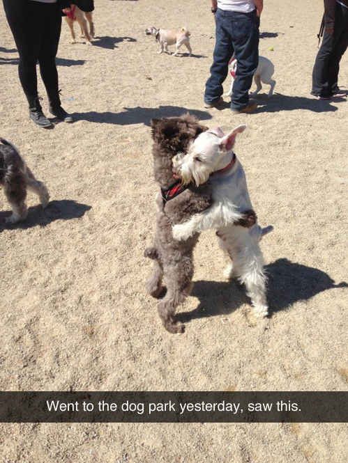 NicolasFallsmy1's tweet image. Friends.........................
                                       catch up ! 🐾🐶❤️.....................