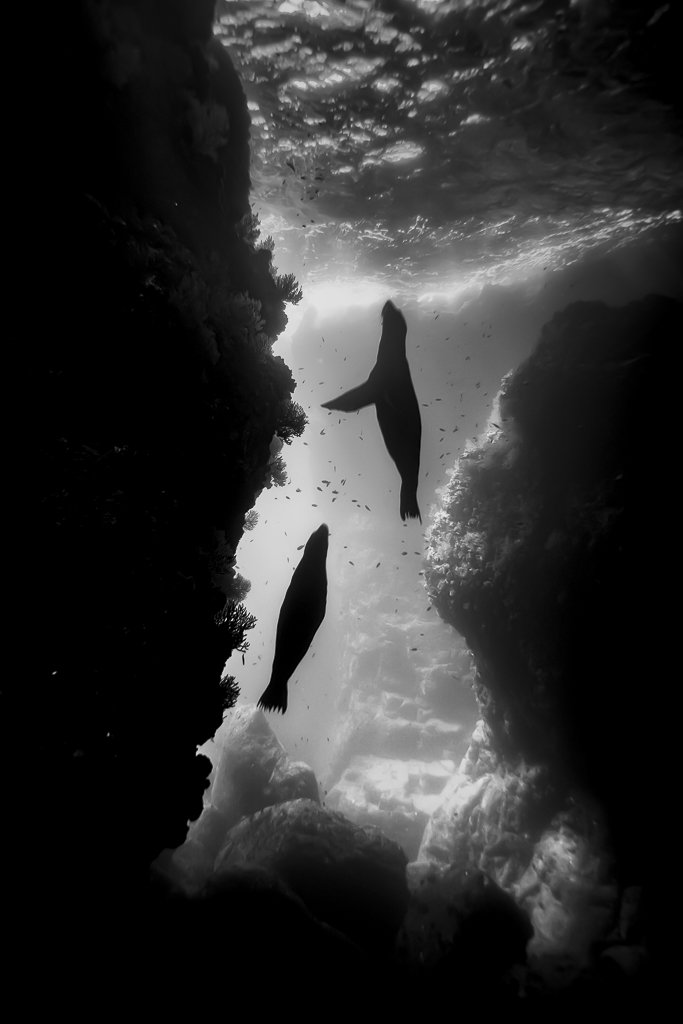 FONAMAD's tweet photo. Y 1er clasificado en el concurso mensual @FONAMAD
Enero 2021- Blanco y Negro: "Belong" de Juan Pablo Plaza ¡Enhorabuena! #naturaleza #fotografiadenaturaleza #fonamad #blackandwhitephotography
Podéis ver todas las fotos aquí: https://t.co/qBo8zax22O https://t.co/Rq8Y5i2GJW