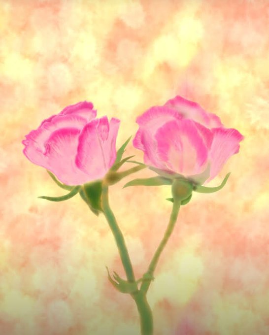 ありがとうの花のtwitterイラスト検索結果 ありがとうの花のtwitterイラスト検索結果