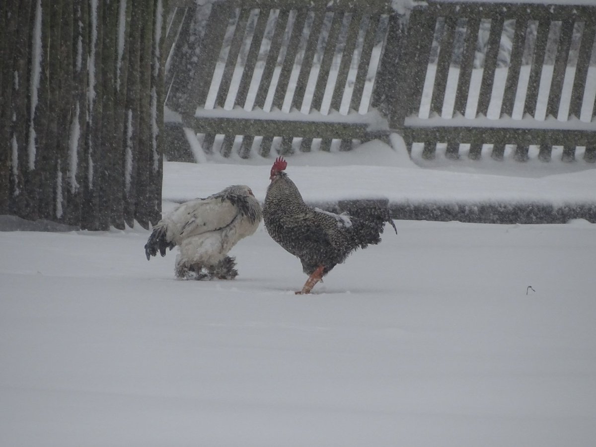 helenevdven's tweet photo. @hortensiapark Helmond ☃ https://t.co/FLk2wBLkla