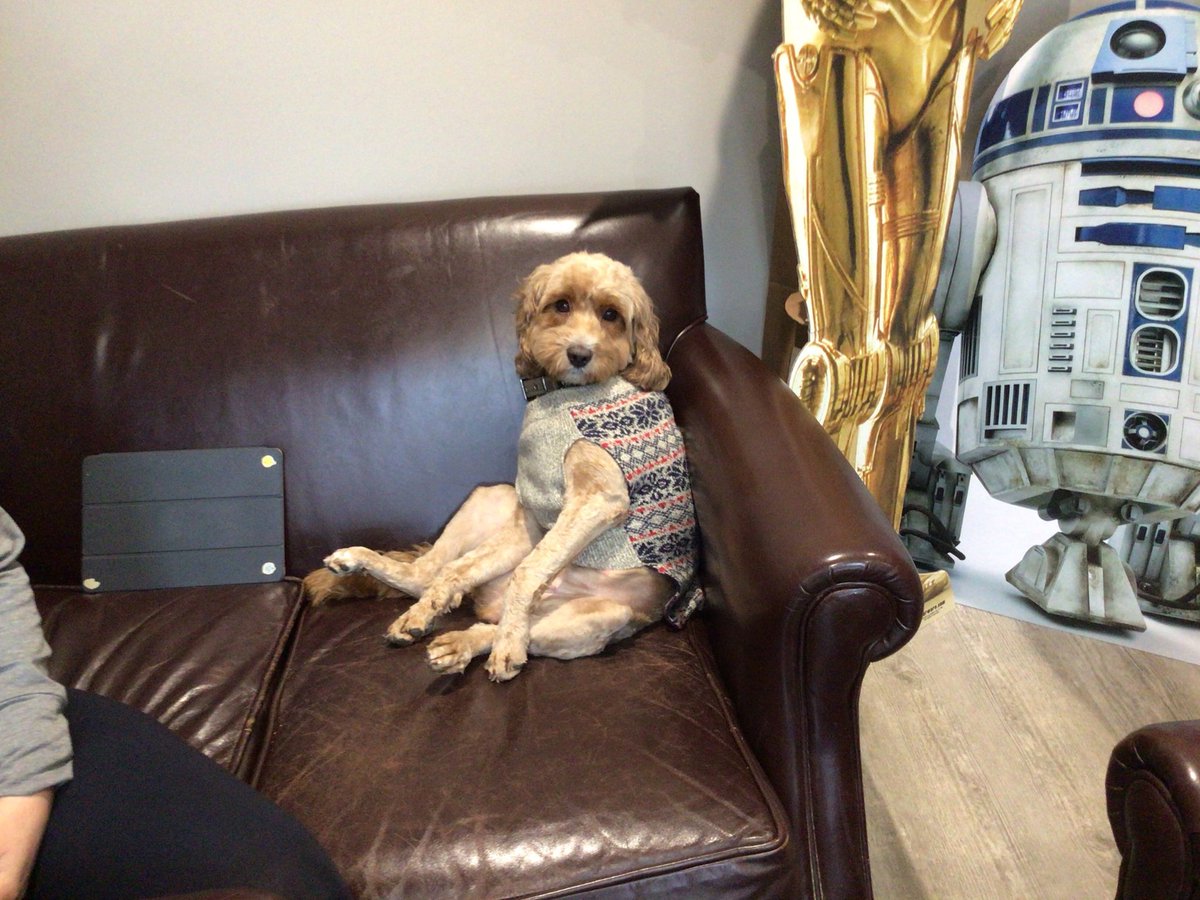 QES_Starting's tweet photo. Lily in E's dog spent the weekend chillaxing- we hope you got some rest too! #petsofQES https://t.co/IgSqFIxBcN