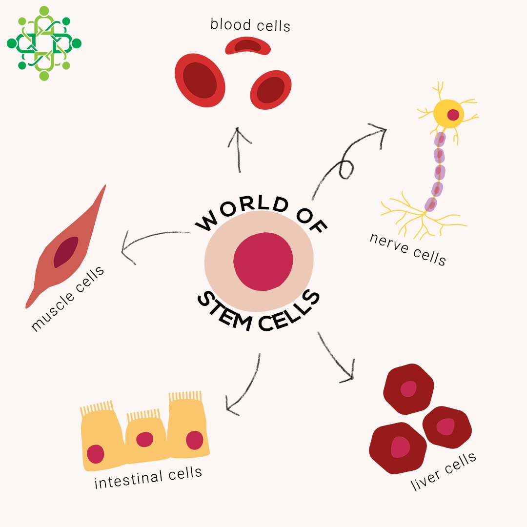 humanitrack's tweet photo. #Humanitrack is all about #STEM. However, a lot of us often confuse #STEM with #Stemcellresearch. #Stemcells are source of all tissues in our body. Research on these have been key in our understanding of many diseases & their cures. Find out more here! - https://t.co/psGTNoOROx https://t.co/49K4Wpxz5P