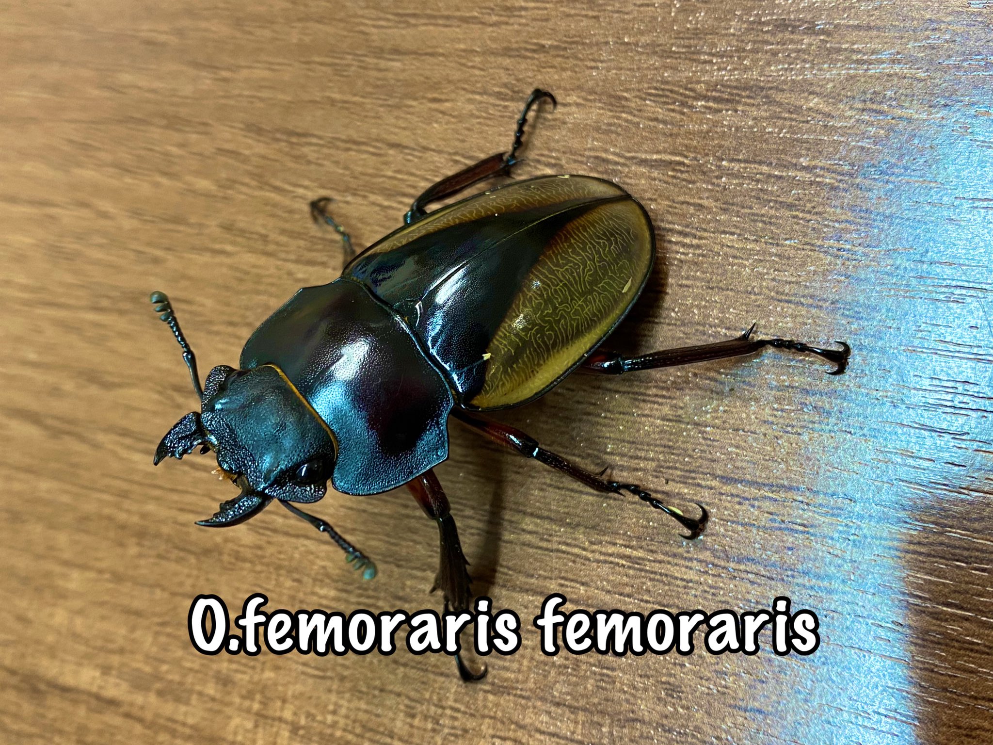 ※美麗良型(ボルネオ産)フェモラリスツヤクワガタ 美麗良型(ボルネオ産)フェモラリスツヤクワガタ