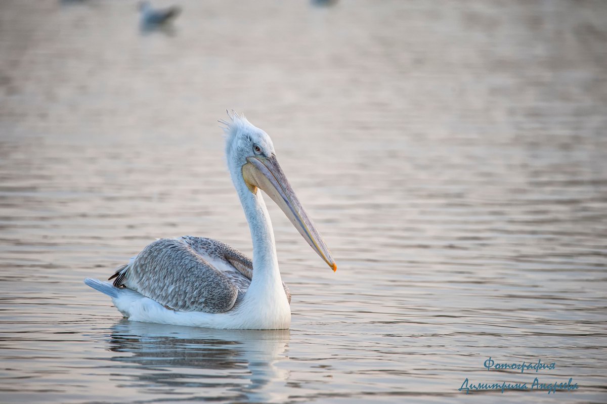 Does anyone know what species the bird is? Write your answer in the comments below