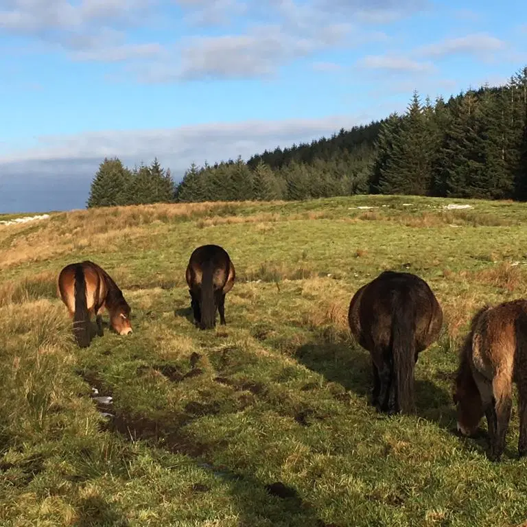 So excited to announce that our Exmoor Ponies are now roaming wild at Cochno Farm - find out the backstory here exmoorponyresearch.wordpress.com @IBAHCM