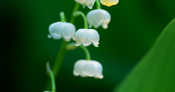 希望の花言葉 スズラン その姿が鈴のように見えることからスズランと呼ばれる花 フランスでは花嫁にスズランを贈る風習もある素敵な花 花言葉は 再び幸せが訪れる