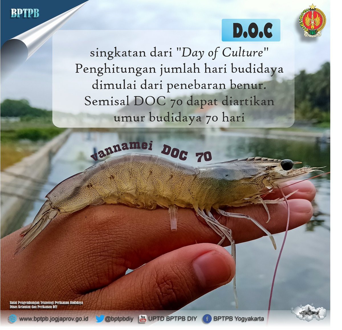 bptpbdiy's tweet photo. Info Perikanan - Sobat Fisheries, Sudah tau belum istilah D.O.C ? D.O.C umumnya definisi di dunia tambak, dimana merupakan kependekan dari "Day Of Culture".  
Istilah ini identik dengan penebaran benu
.
.
Dari Yogyakarta untuk Indonesia 
#infoperikanan #bptpbcangkringan https://t.co/YgVlicuE1q