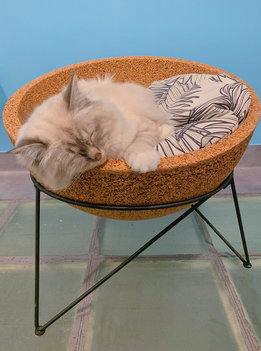 ARISTIDEhotel's tweet photo. 5k sur insta 😻🎉 Pour fêter ça, on vous offre 100€ à valoir sur un prochain séjour de votre poilu chez @ARISTIDEhotel + 100€ pour catifier votre intérieur avec un meuble 🇫🇷🌿 de la marque #InstinctiveTendance 
👉🏼 https://t.co/keYTp5XuLG https://t.co/nThWke3BfF