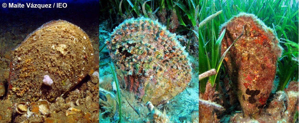 Demuestran la hibridación entre la nacra Pinna nobilis -en peligro de extinción- y la nacra de roca

|Comunicado de prensa| ➡️ bit.ly/3rpvrF8