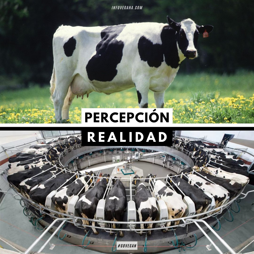 infovegana's tweet photo. 🔸 Las vacas producen leche cuando dan a luz. Esa leche es para su cría, no para nosotras.

🔸 Los terneros serán apartados de su madre y los matarán con un año de vida para producir carne.

🔸 Las "vacas lecheras" serán enviadas al matadero cuando no produzcan suficiente leche. https://t.co/GsQGutksVY