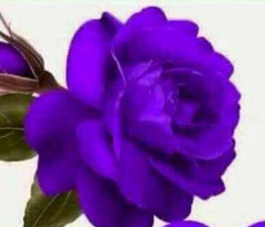 AtikeGulyapi tweet picture